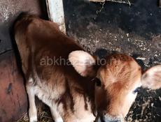 БЫЧОК И ТЕЛКА