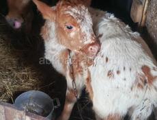 БЫЧОК И ТЕЛКА