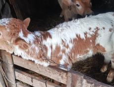 БЫЧОК И ТЕЛКА