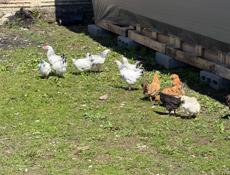 цыплята, куры, петухи. 