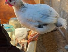 цыплята, куры, петухи. 