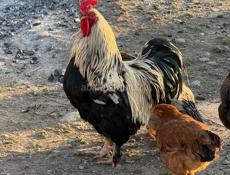 цыплята, куры, петухи. 