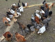 цыплята, куры, петухи. 