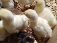 Продаются местные индюшата