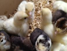 Продаются местные индюшата