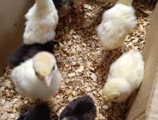 Продаются местные индюшата