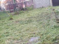 Покос тровф