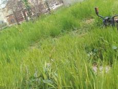 Покос тровф