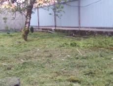 Покос тровф