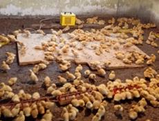 Продаются цыплята 350р р. Очамичира с. Илор 