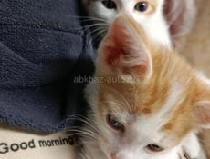 в добрые руки отдаем котят