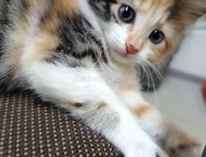 в добрые руки отдаем котят