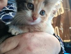 в добрые руки отдаем котят