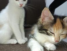 в добрые руки отдаем котят