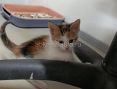 в добрые руки отдаем котят