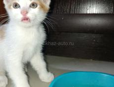 в добрые руки отдаем котят