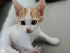 в добрые руки отдаем котят