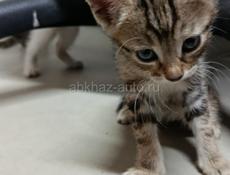 в добрые руки отдаем котят