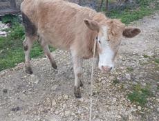 Прдается тёлка.