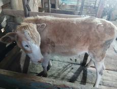 Прдается тёлка.