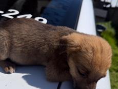 Щенки в добрые руки