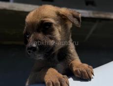 Щенки в добрые руки