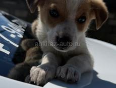 Щенки в добрые руки