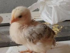 В продаже цыплята 250р