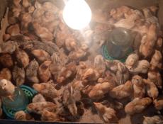 В продаже цыплята 250р