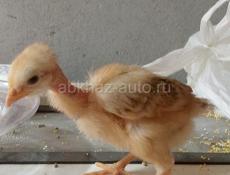 В продаже цыплята 250р
