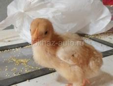 В продаже цыплята 250р