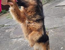 В добрые руки 