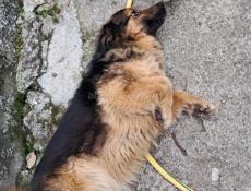 В добрые руки 