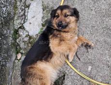 В добрые руки 