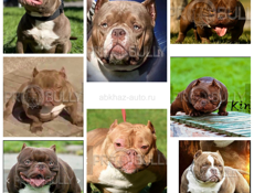 Щенки АМЕРИКАНСКИЙ 🇺🇸 БУЛЛИ