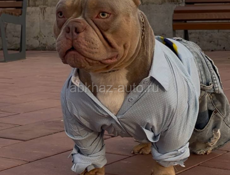 Щенки АМЕРИКАНСКИЙ 🇺🇸 БУЛЛИ