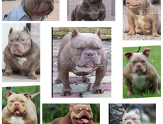 Щенки АМЕРИКАНСКИЙ 🇺🇸 БУЛЛИ