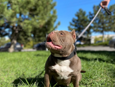 Щенки АМЕРИКАНСКИЙ 🇺🇸 БУЛЛИ