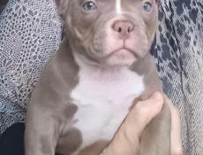 Щенки АМЕРИКАНСКИЙ 🇺🇸 БУЛЛИ