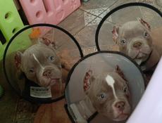 Щенки АМЕРИКАНСКИЙ 🇺🇸 БУЛЛИ