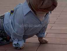 Щенки АМЕРИКАНСКИЙ 🇺🇸 БУЛЛИ