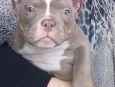 Щенки АМЕРИКАНСКИЙ 🇺🇸 БУЛЛИ