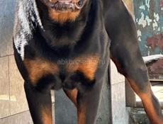 ВЯЗКА РОТВЕЙЛЕР 🪪 РКФ