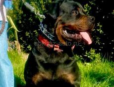 ВЯЗКА РОТВЕЙЛЕР 🪪 РКФ