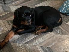 ВЯЗКА РОТВЕЙЛЕР 🪪 РКФ