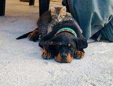 ВЯЗКА РОТВЕЙЛЕР 🪪 РКФ