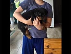 ВЯЗКА РОТВЕЙЛЕР 🪪 РКФ