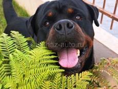 ВЯЗКА РОТВЕЙЛЕР 🪪 РКФ