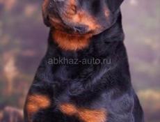 ВЯЗКА РОТВЕЙЛЕР 🪪 РКФ