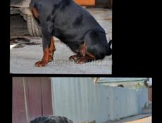 ВЯЗКА РОТВЕЙЛЕР 🪪 РКФ